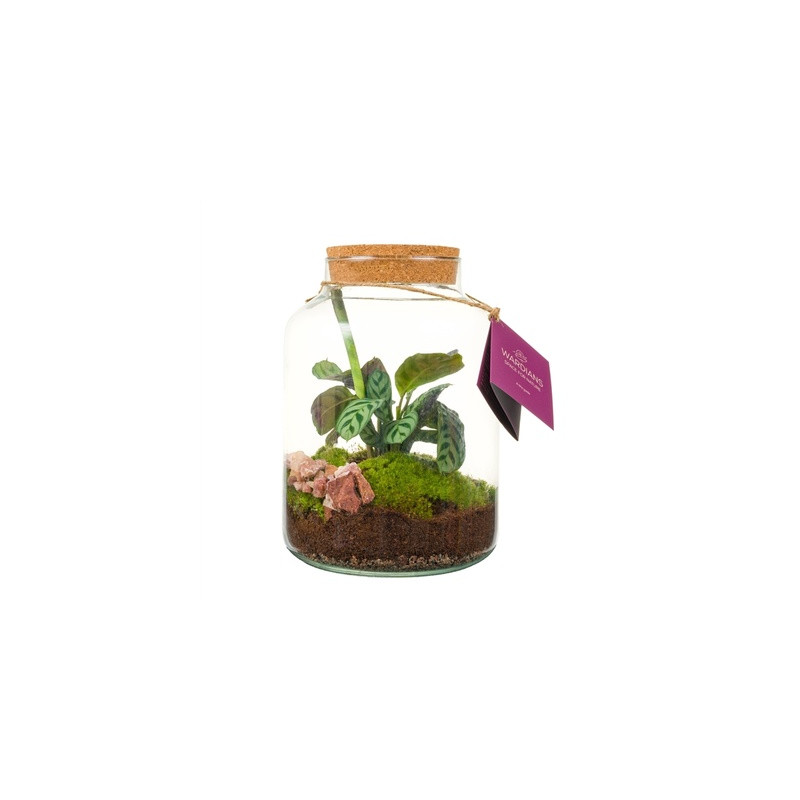 Aranžmán rastlín - rastlinné terárium (mini záhradka v skle) 17x30 cm