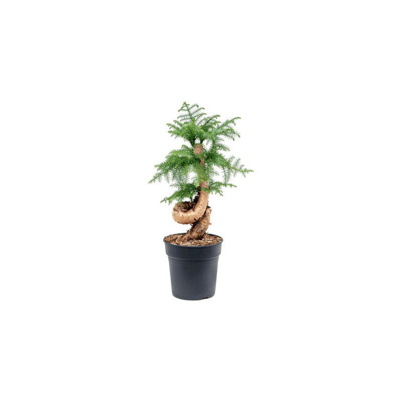 Araucaria cunninghamii bonsai 24x70 cm