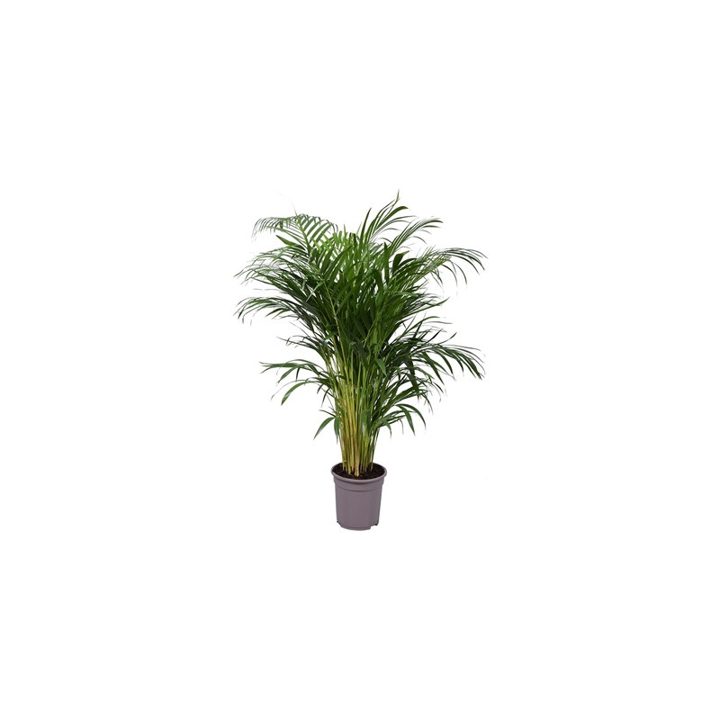 Dypsis (Areca) lutescens 21x100 cm