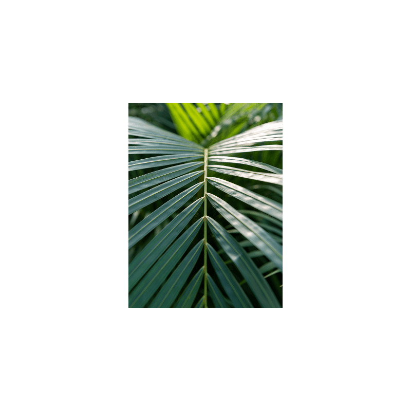 Dypsis (Areca) lutescens 30x170 cm