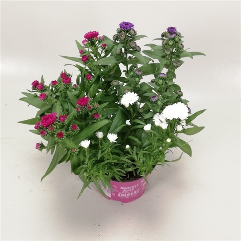 Aster - Astra Showmakers mix farieb 12x20 cm