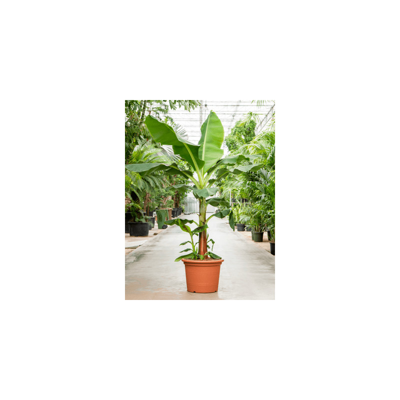 Banánovník Musa tropicana stem 50x240 cm