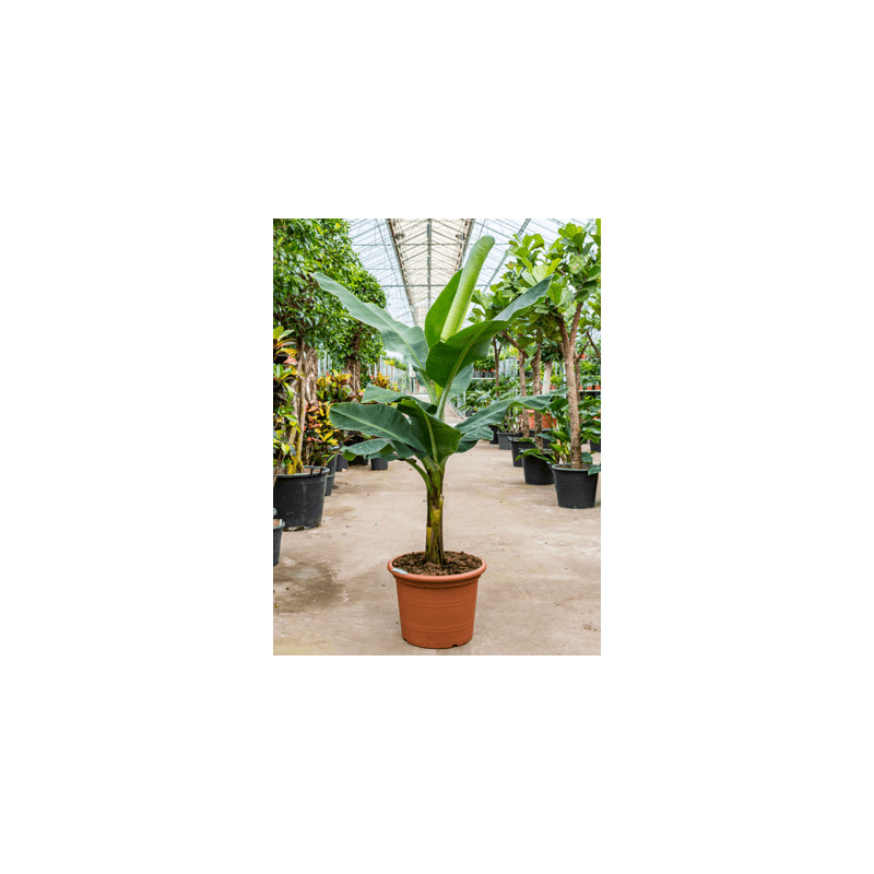 Banánovník Musa tropicana stem 50x170 cm