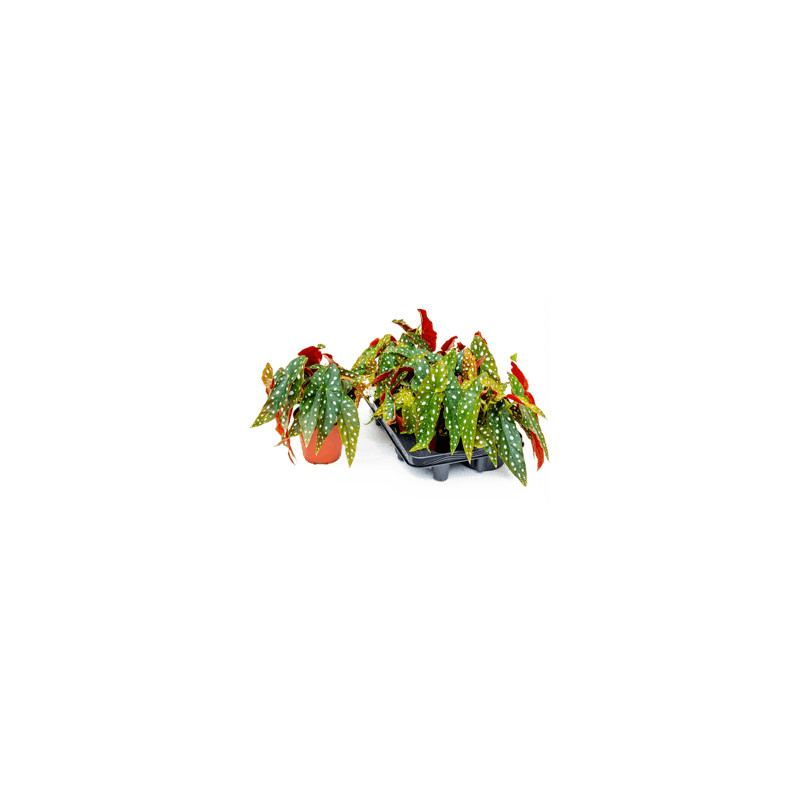 Begonia Maculata 6/tray 12x25 cm