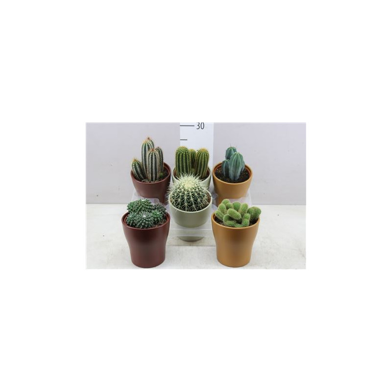 Cactus v kvetinaci 13x20 cm