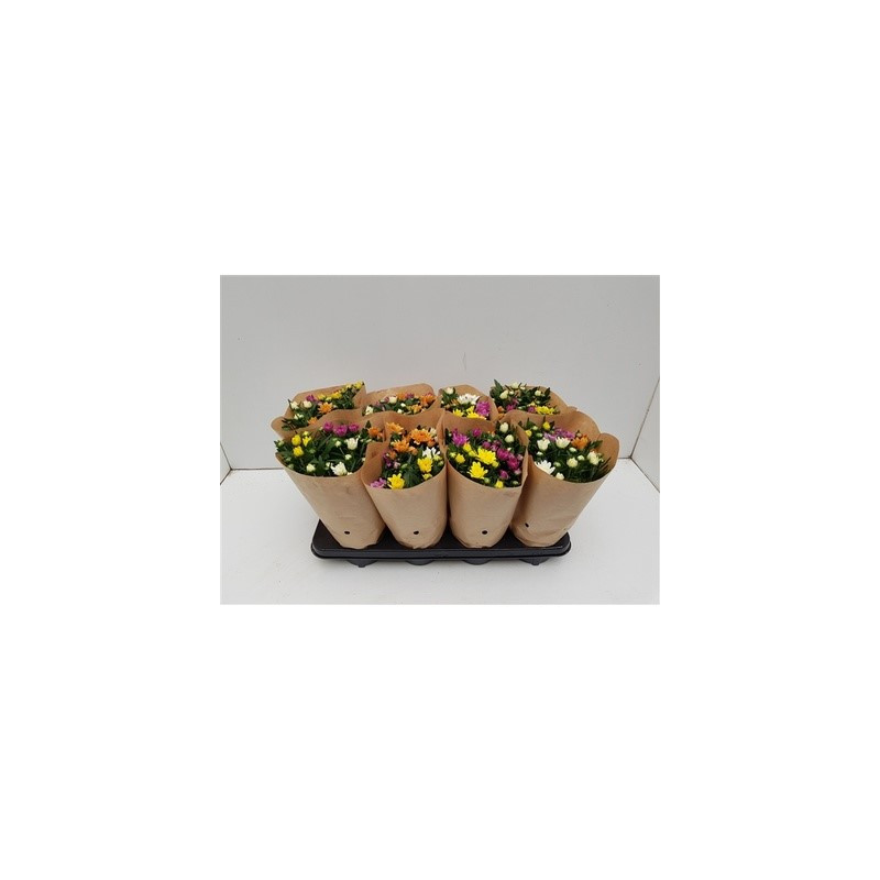 Chrysanthemum - Chryzantéma Ind.Grp.Da Vinci mix 14x28 cm