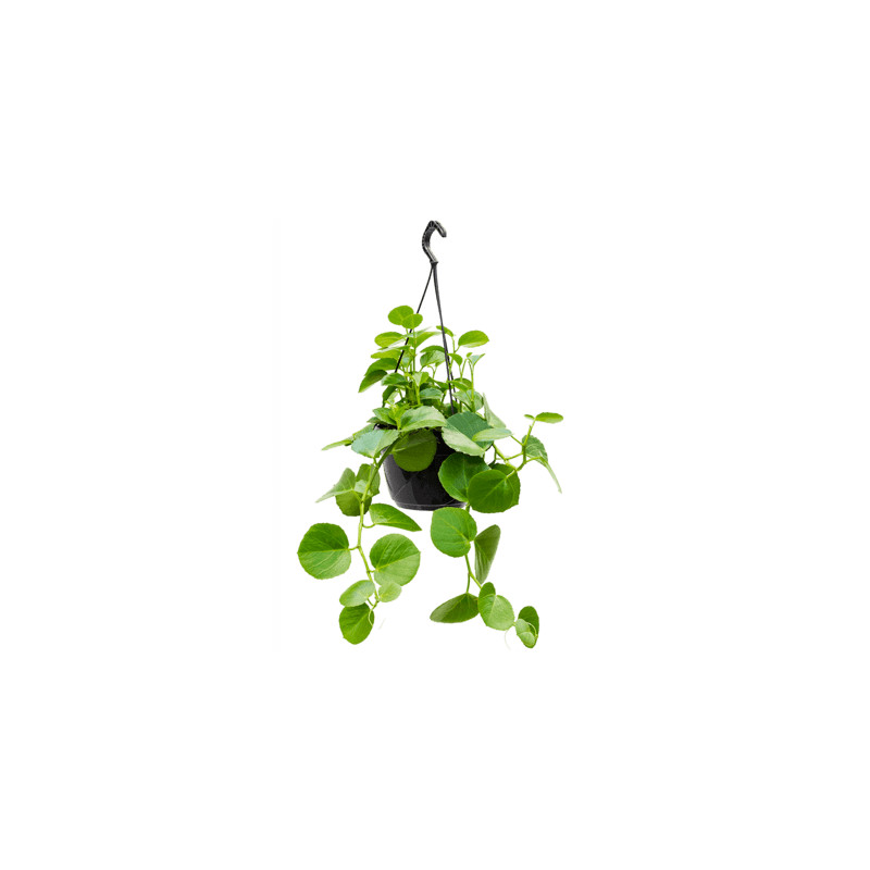 Cissus rotundifolia hanger 20x50 cm