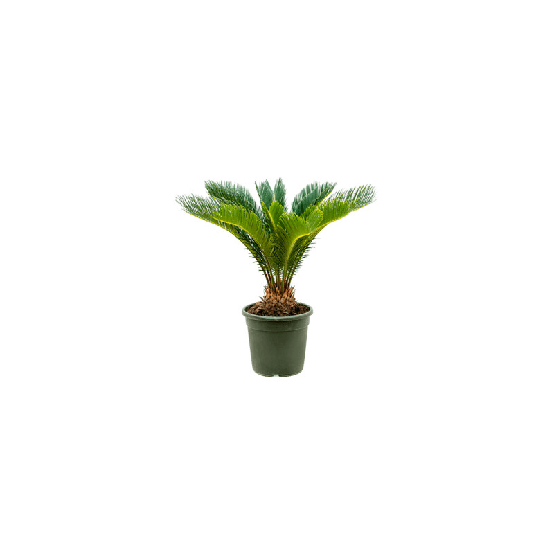 Cycas revoluta stem 43/100 cm