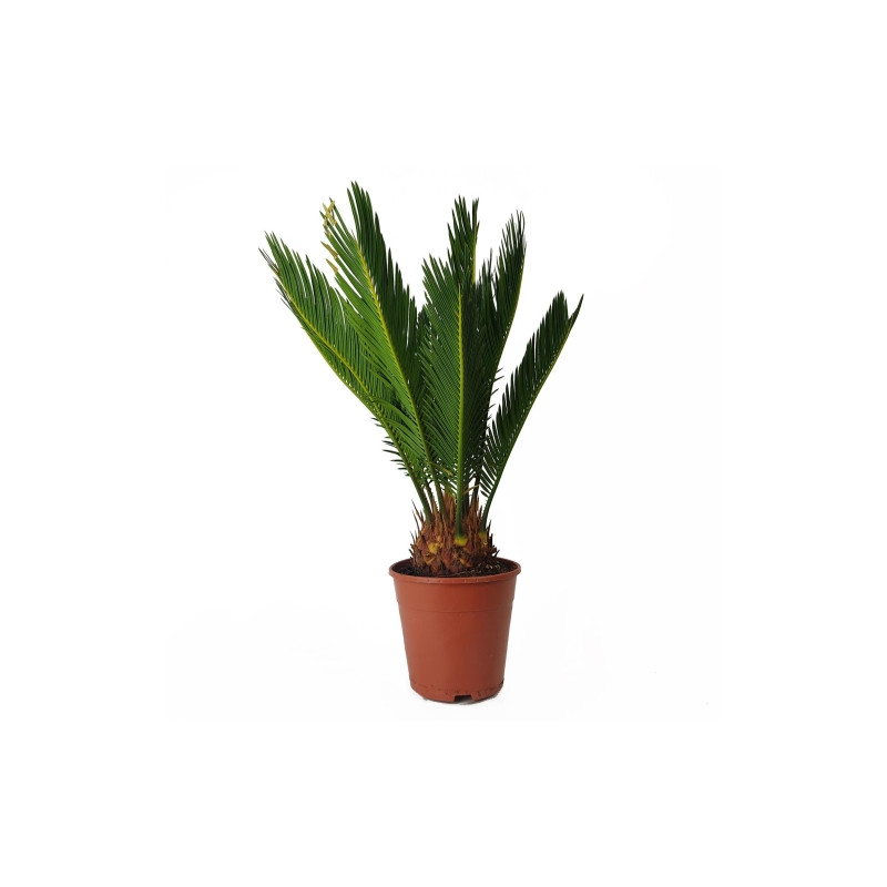 Cycas revoluta 13x50 cm