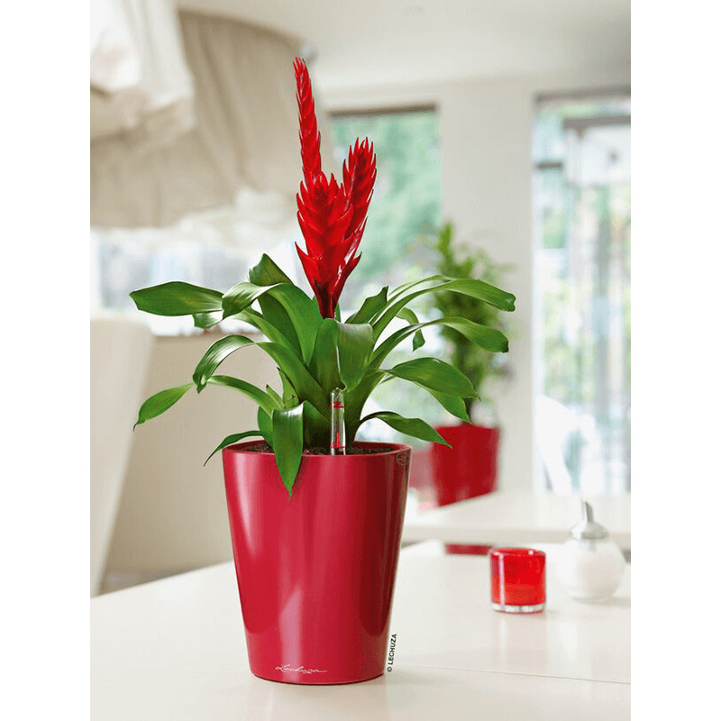 Lechuza Deltini mini All incluive set  scarlet red high-gloss 10x13 cm