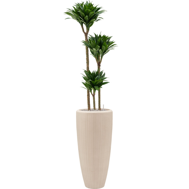 Dracaena fragrans compacta 24x135 cm