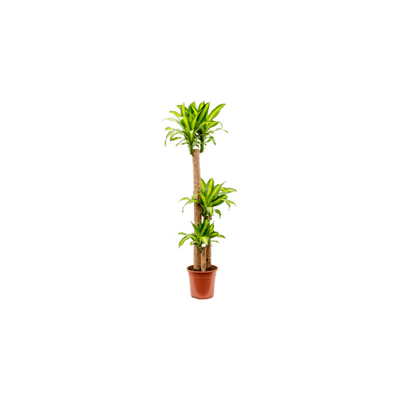 Dracaena fragrans massangeana 120-60-30 Pots. 27x.160 cm