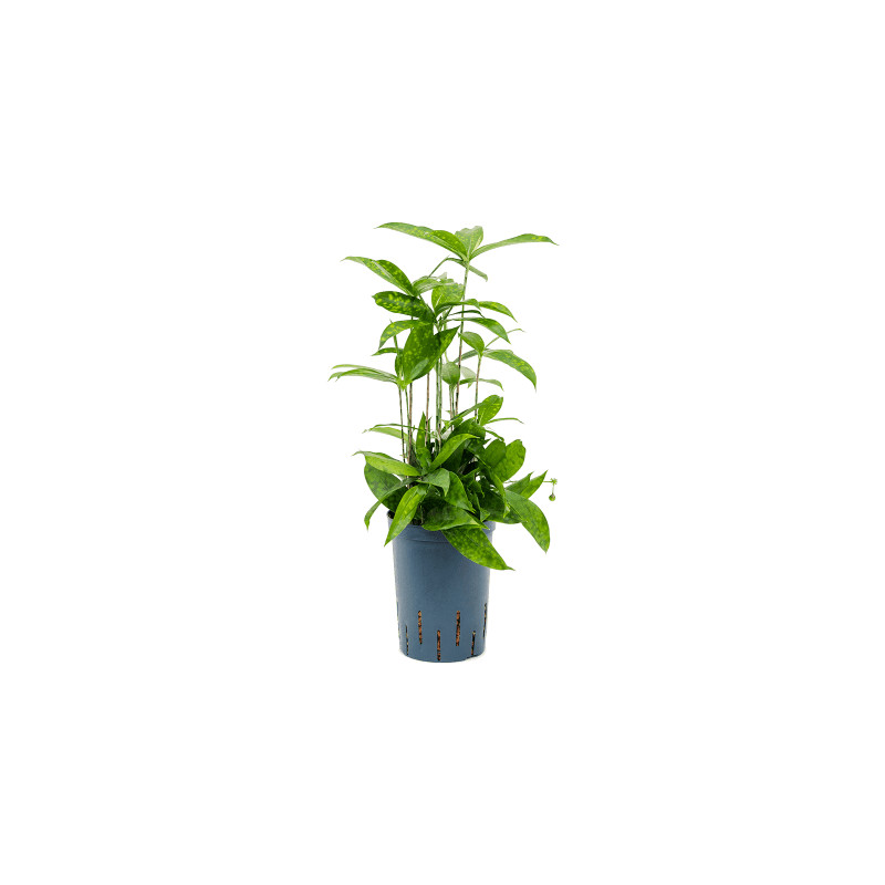 Dracaena surculosa Tuft pots. 15/19 cm v 45 cm