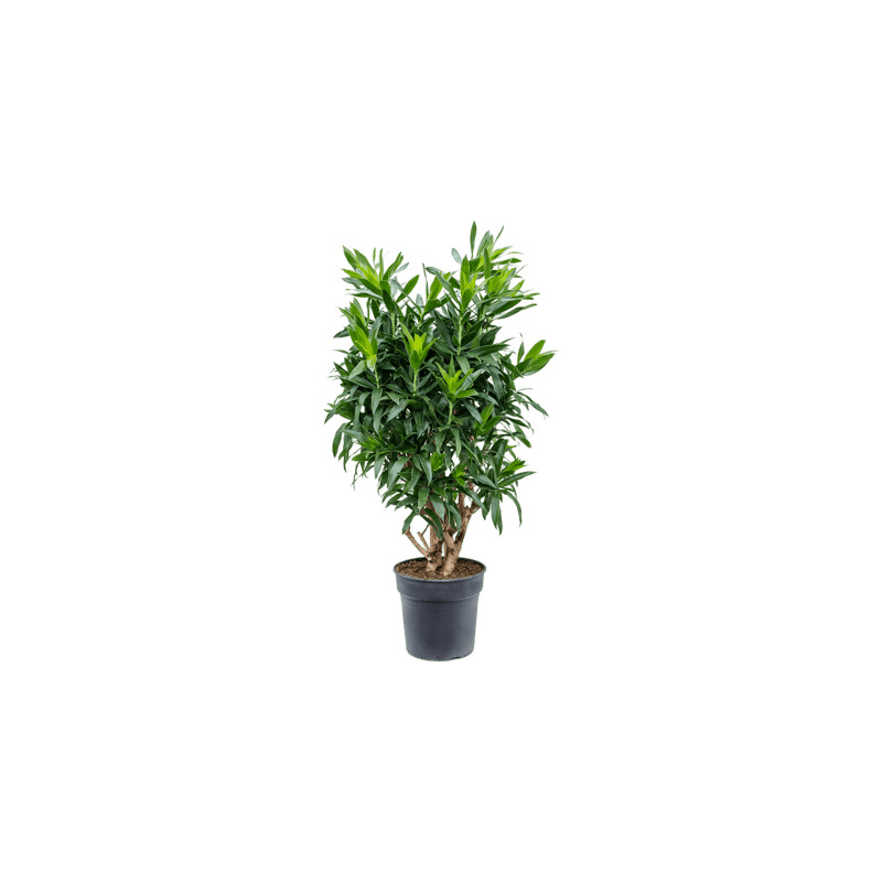 Pleomele (Dracaena) Reflexa Branched Pots.30 x130 cm