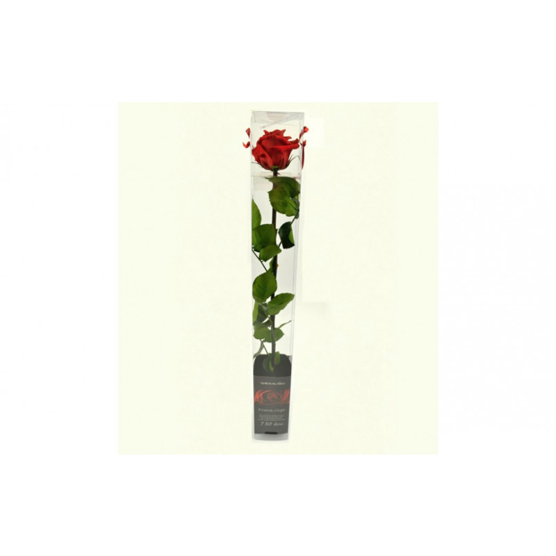 Dračeková ruža (stabilizovaná) ružová 55 cm