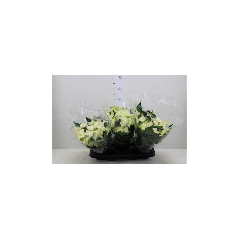 Vianocna ruza/ Euphorbia 13x37 cm biela