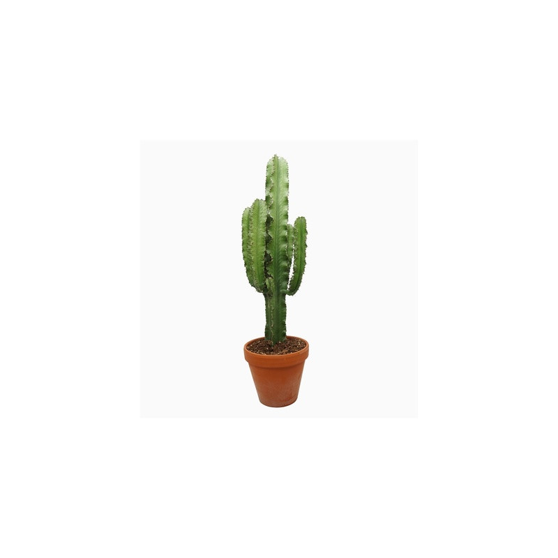 Euphorbia abyssinica Eritrea 23x85 cm