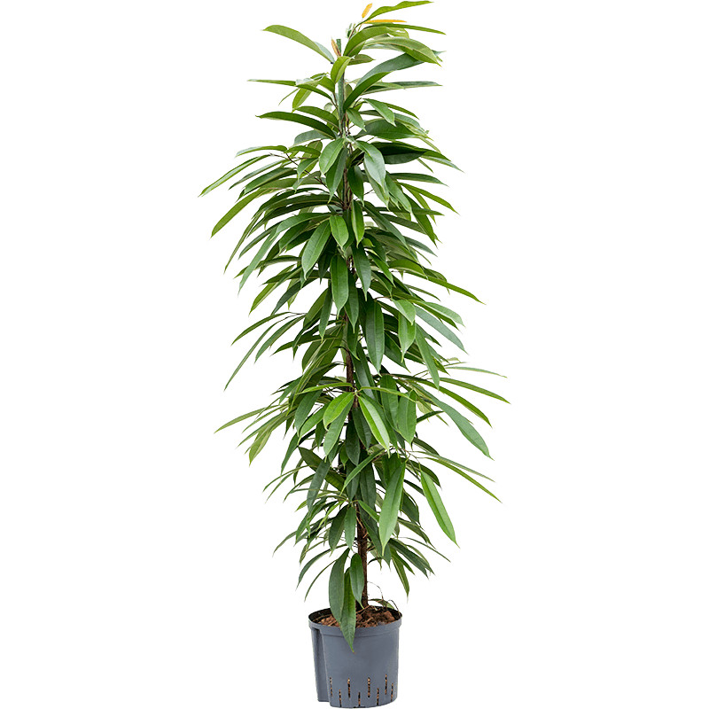 Ficus amstel king Tuft 22/19 v. 140 cm