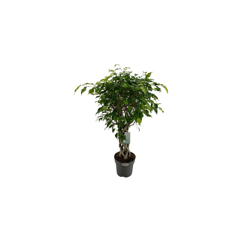 Ficus benjamina stem braided special 24x100 cm