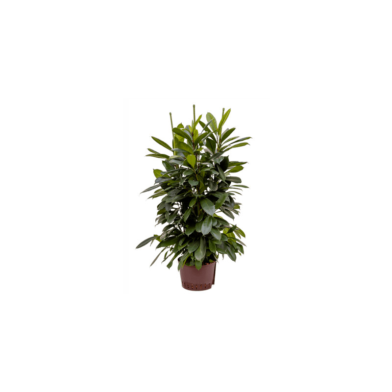 Fikus - Ficus cyathistipula 6pp 28/19 výška 110 cm