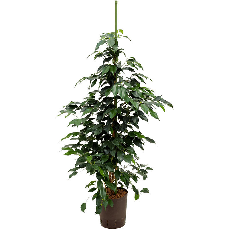 Ficus danielle Tuft 18/19 v110