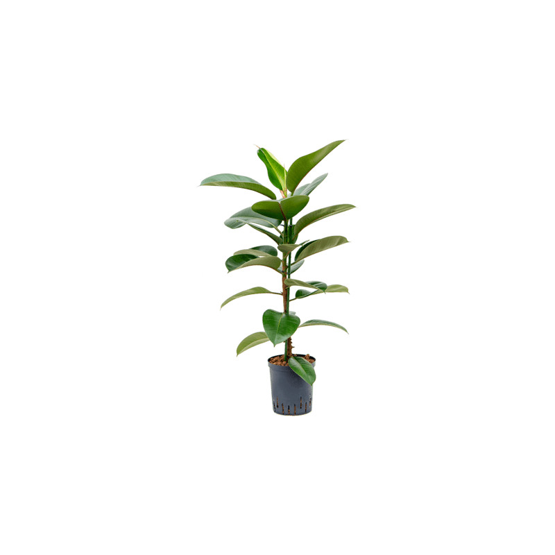 Ficus elastica Robusta 18/19 výška 65 cm