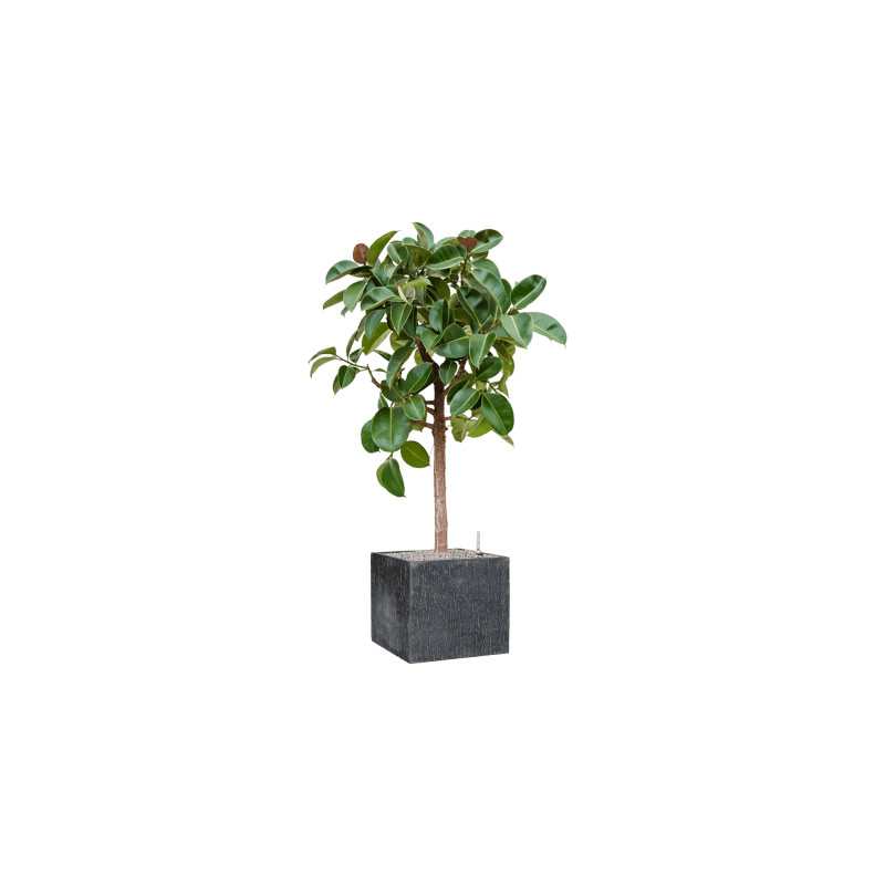 Fikus - Ficus elastica "Robusta" Stem 40x180 cm