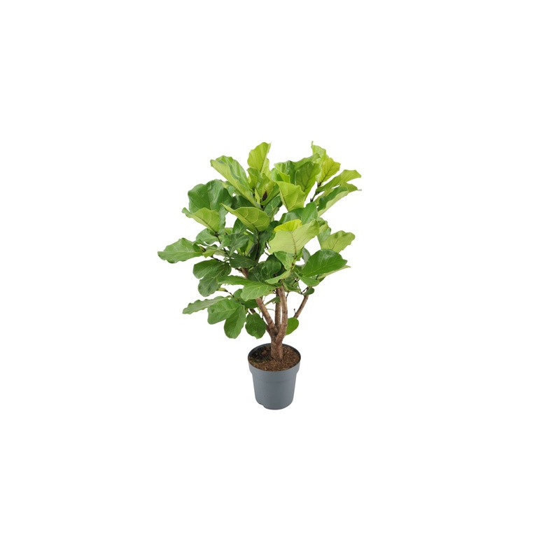 Fikus - Ficus lyrata Branched 27x170 cm