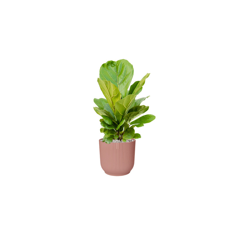Ficus lyrata stem Pots. 21x50 cm