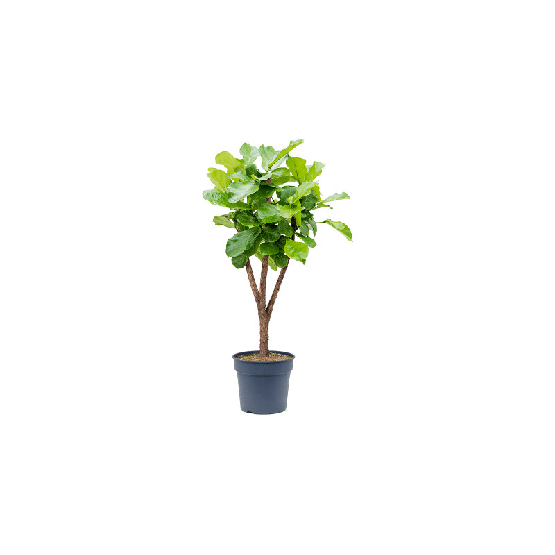 Ficus lyrata stem Pots. 34x160 cm