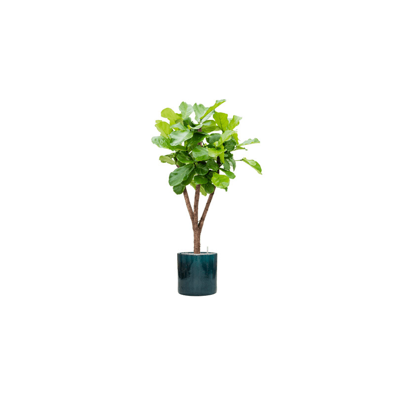 Ficus lyrata stem Pots. 34x160 cm