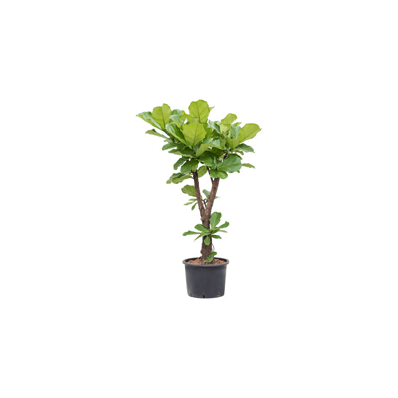 Fikus - Ficus lyrata Branched 30x120 cm
