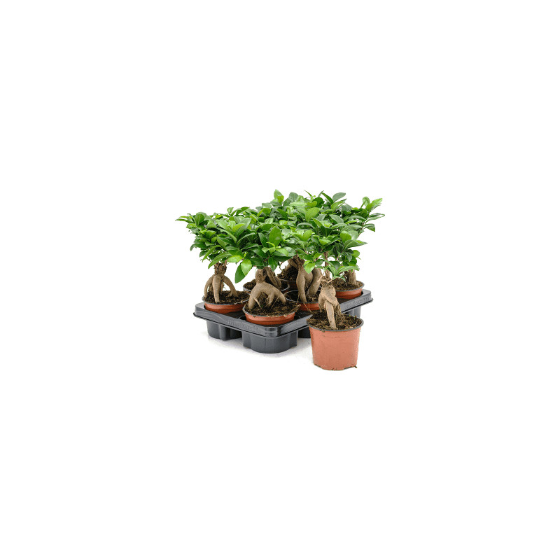 Ficus microcarpa Ginseng 12x30 cm