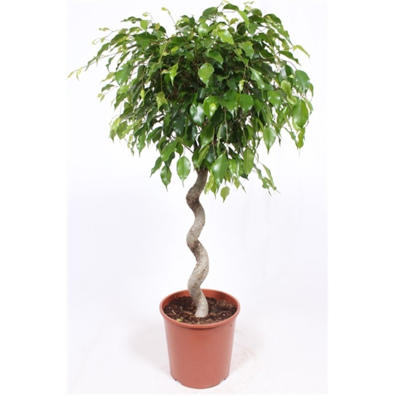 Ficus Benjamina Exotica spiral 30x130 cm
