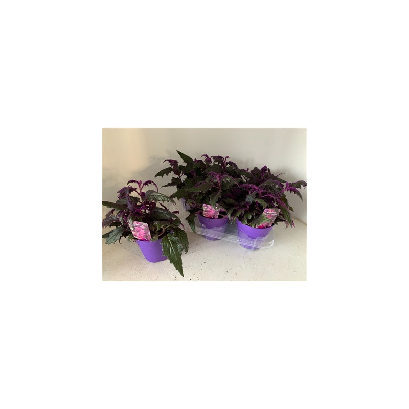Gynura purple passion 12x10 cm