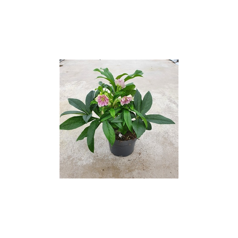 Helleborus orientalis 19x35 cm