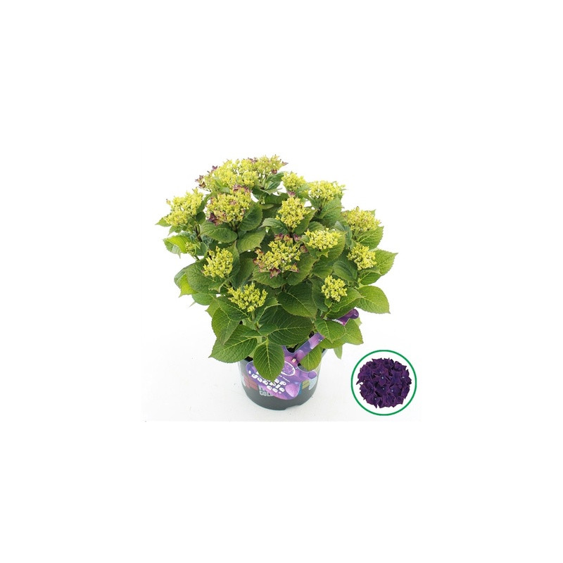 Hydrangea hortenzia Forever & Ever mix 23x45 cm