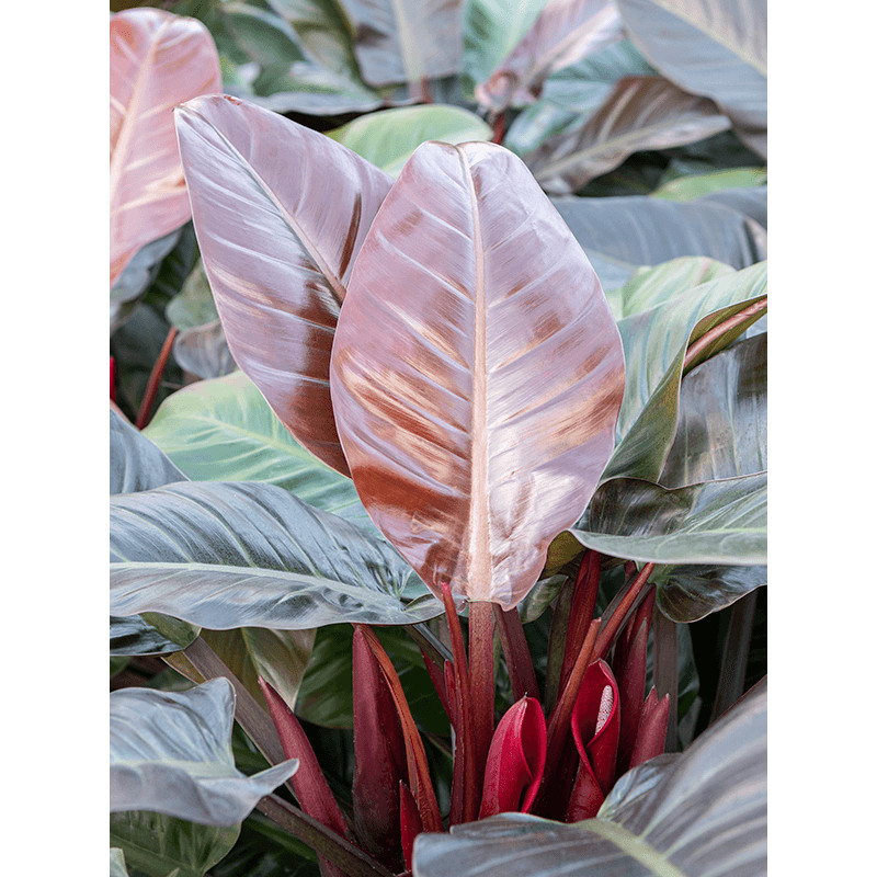 Philodendron imperial red 25/19 v.55 cm