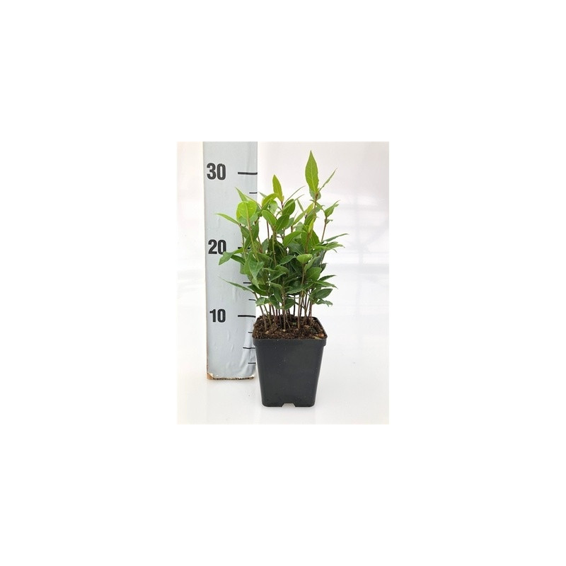 Laurus nobilis bobkový list 13x40 cm
