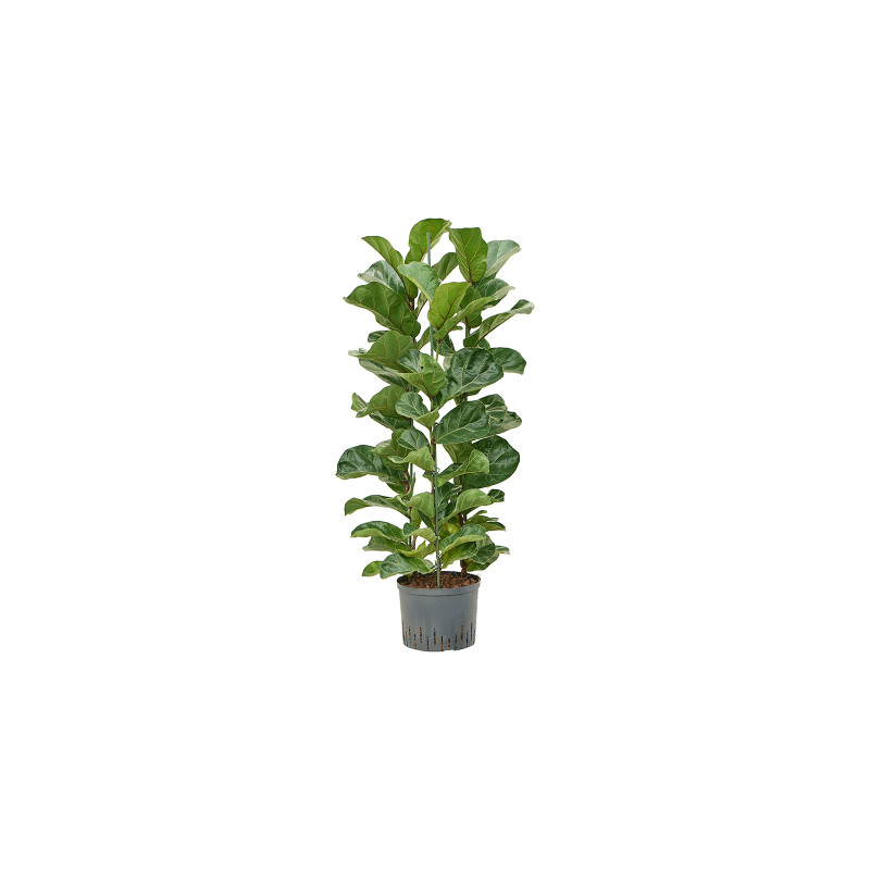 Ficus lyrata bambino 3pp pots. 25/19 v. 110 cm