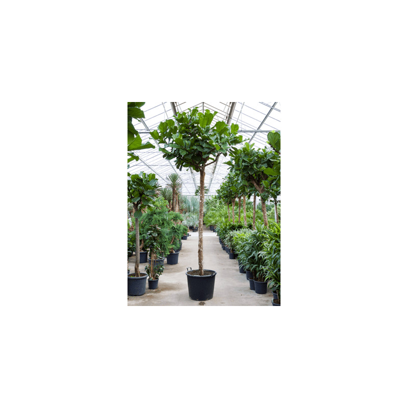 Fikus - Ficus lyrata stem 70x425 cm