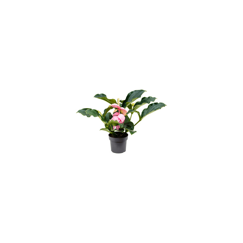 Medinilla magnifica 4+ flowers 17x65 cm