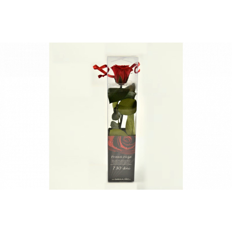 Darčeková ruža (stabilizovaná) červená 27  cm