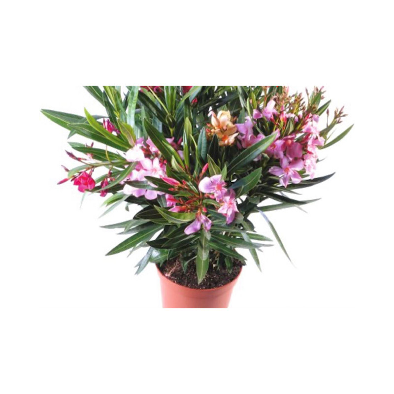 Nerium oleander 3 farebný 27x45 cm