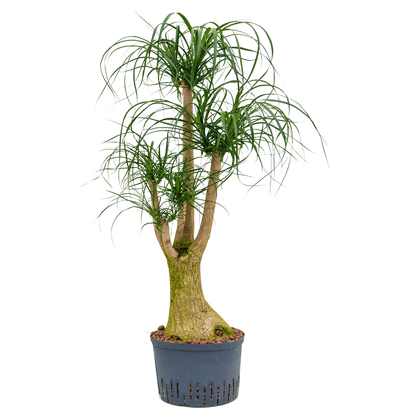Beaucarnea recurvata Branched 28/19 v. 130 cm