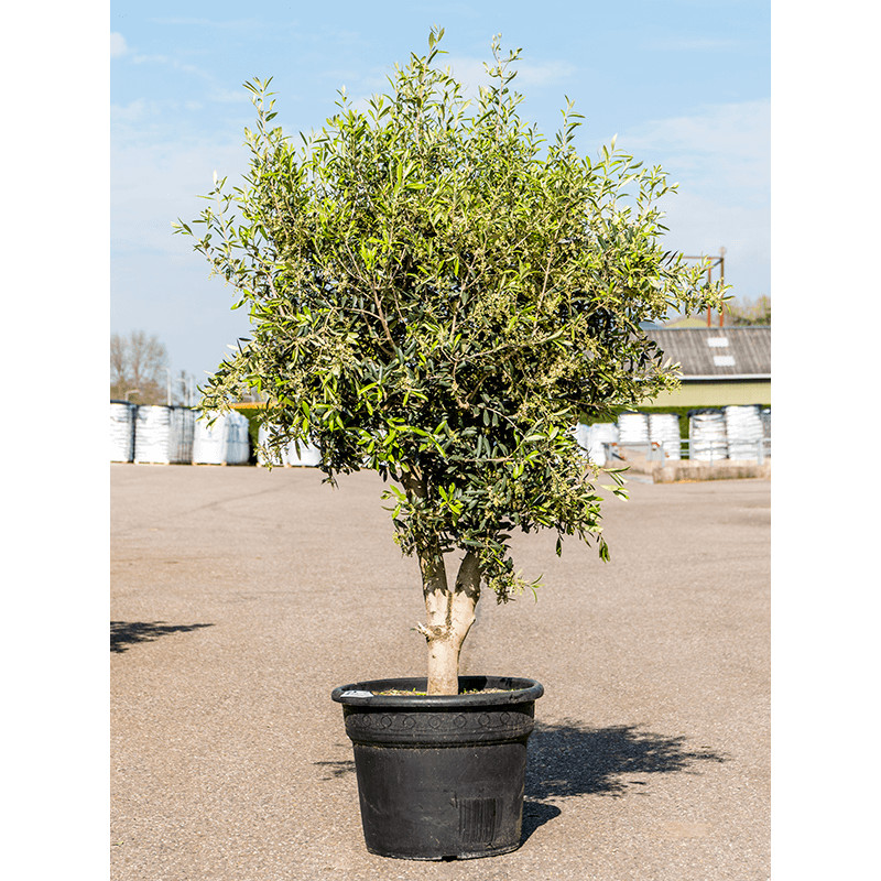 Olivovník Olea europaea Stem 55x180 cm