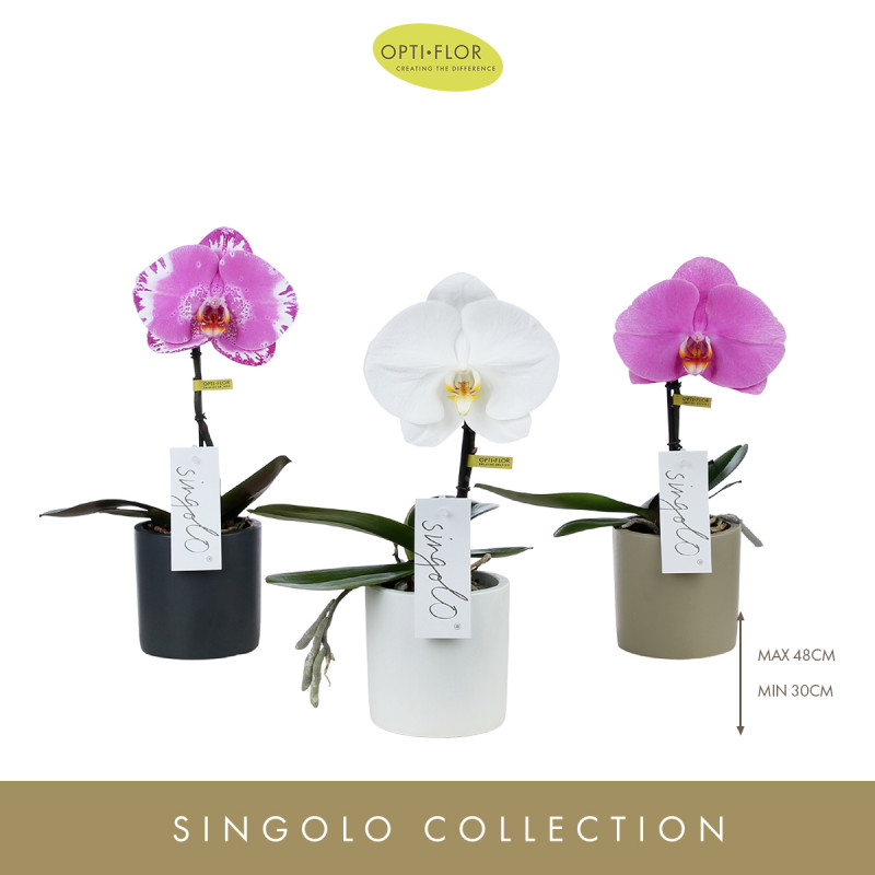 Phalaenopsis mix singolo aquarello sunglinght (jeden kvet) 9x40 cm