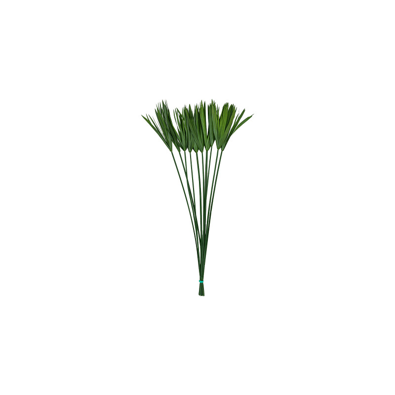 Stabilizovaná rastlina Papyruss bunch (10 pcs) 85 cm