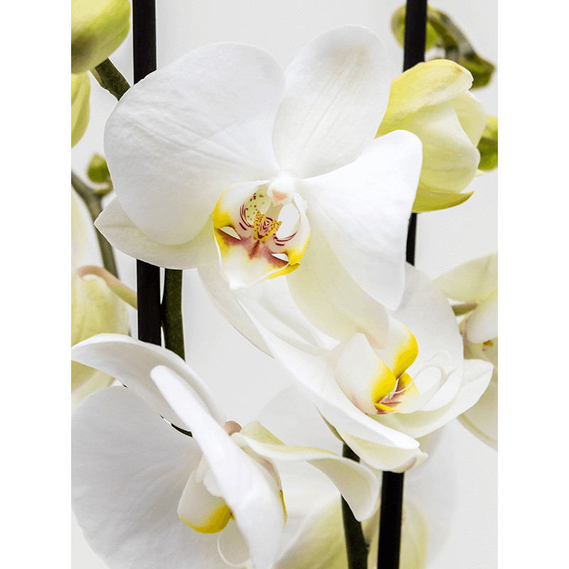 Phalaenopsis orchidea mix farieb 2 stonky 12x70 cm