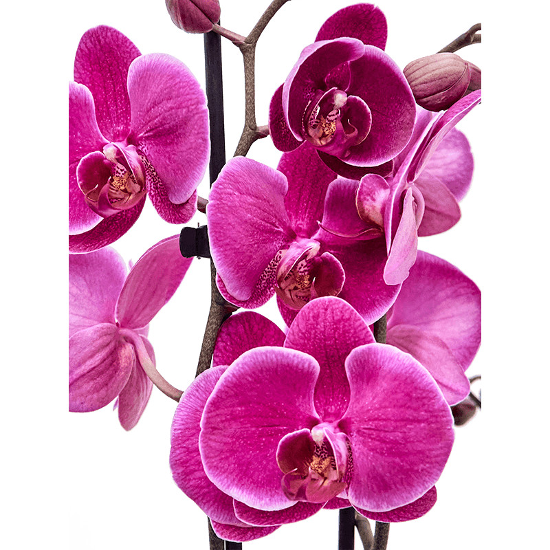 Phalaenopsis (Orchidea) Durban party time purple 12x70 cm